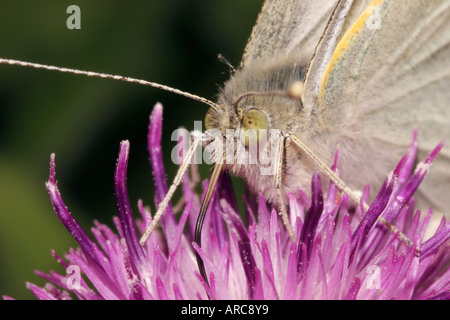 Grand papillon blanc Pieris brassicae montrant le proboscis entubé lits jumeaux Banque D'Images