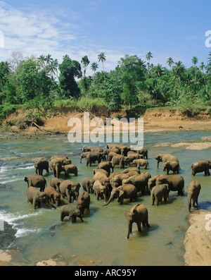 Les éléphants dans la rivière, Pinnewala, Sri Lanka Banque D'Images