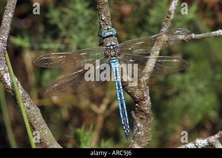 L'Empereur libellule Anax imperator homme UK Banque D'Images