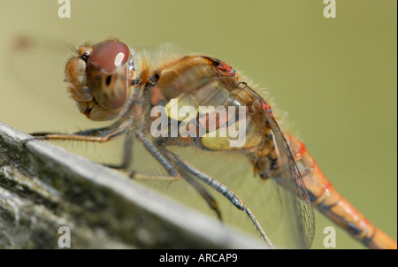 Gros plan d'une femme vert libellule Sympetrum striolatum Banque D'Images