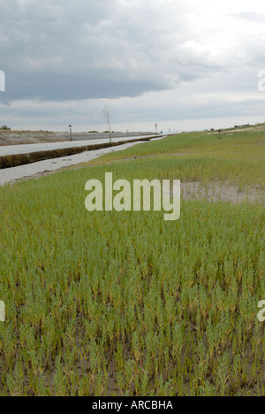 La salicorne Salicorne des marais ou Salicornia europaea probablement Banque D'Images