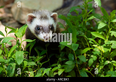 Frettchen, furet européen, Europe Banque D'Images