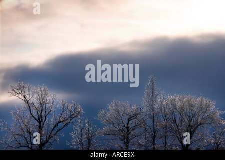 Les arbres recouverts de glace dans les agriculteurs champ après verglas Banque D'Images