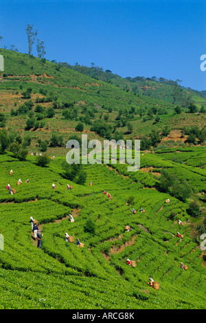 Les cueilleurs de thé au travail, Pedro Estate, Nuwara Eliya, Sri Lanka, Asie Banque D'Images