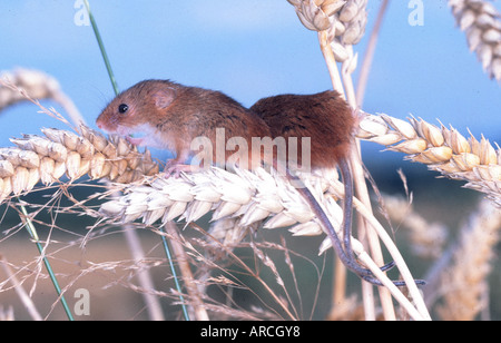 La récolte européenne Souris, Zwergmaus mycrotus minutus, Europe, Banque D'Images