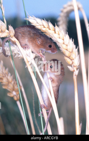 La récolte européenne Souris, Zwergmaus mycrotus minutus, Europe, Banque D'Images