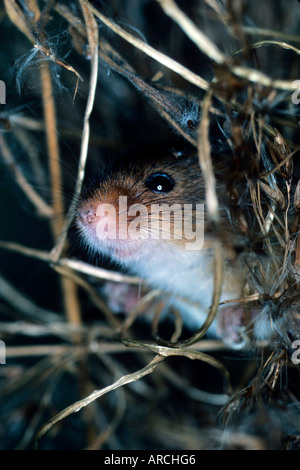 La récolte européenne Souris, Zwergmaus mycrotus minutus, Europe, Banque D'Images