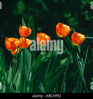 Tulipes rouges sur fond vert sombre principalement contre les Banque D'Images