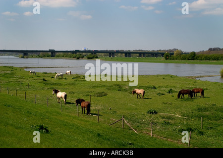 Bas-rhin Bas Rhin chevaux Cheval Banque D'Images