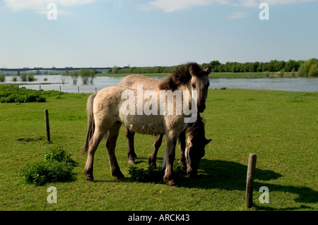 Bas-rhin Bas Rhin chevaux Cheval Hollande Banque D'Images