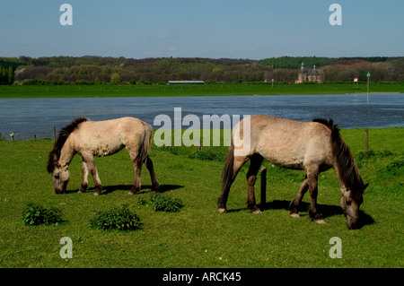 Bas-rhin Bas Rhin chevaux Cheval Holland Farm Banque D'Images