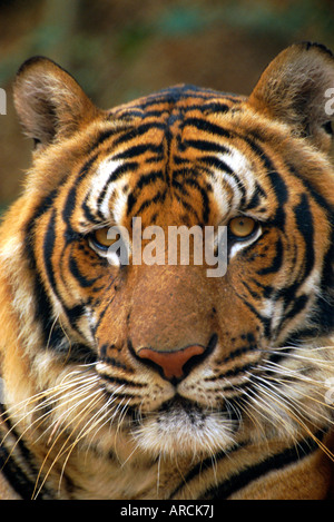 Portrait d'un Tigre Chinois Indo (Panthera tigris corbetti), Tiger Sanctuary, Khao Chan Pardap, Thaïlande Banque D'Images