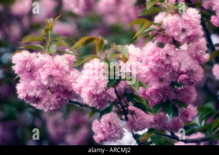 Lilas en fleurs odorantes Banque D'Images