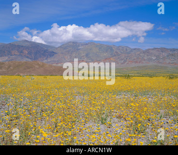 L'or du désert (Geraea canescens) fleurs, Death Valley, Californie, États Unis, Amérique du Nord Banque D'Images