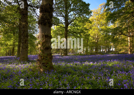 Bluebell la forêt dans les motifs de la propriété du National Trust Blickling Hall Norfolk Banque D'Images
