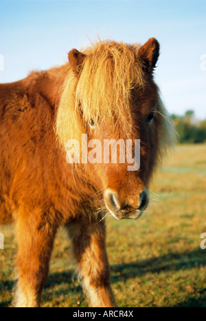 Poney Shetland alezan, Fritham, New Forest, England, UK Banque D'Images