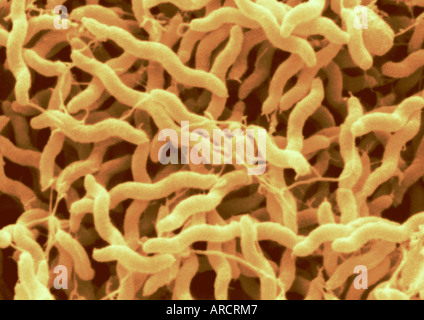 Il s'agit d'une amélioration de la couleur de l'analyse des électrons Microphotographie de la bactérie Campylobacter jejuni. Banque D'Images