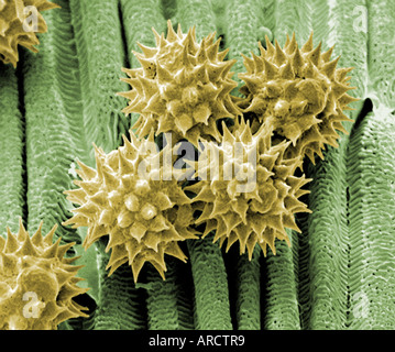 Les grains de pollen d'une marguerite (Bellis perennis) se trouvant sur la surface des pétales de la fleur. Faux coloured SEM. Banque D'Images