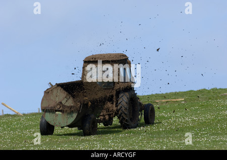 L'épandage de fumier sur les pâturages, Aswan, Shetland, Écosse l'été Banque D'Images