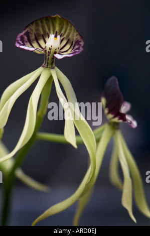 Epid cochleatum, espèces d'Orchidées Banque D'Images