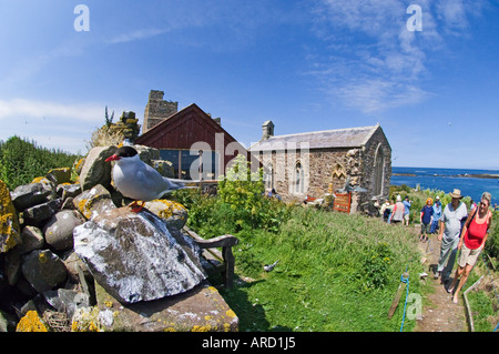 Sterne arctique et chapelle en arrière-plan, Inner Farne, Iles Farne, Northumberland, Angleterre, l'été Banque D'Images