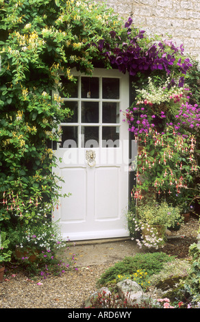 Porte avant cottage Honeysuckle lonicera conteneurs clématites plantes grimpantes plantes grimpantes fleurs jardin aromatiques Banque D'Images