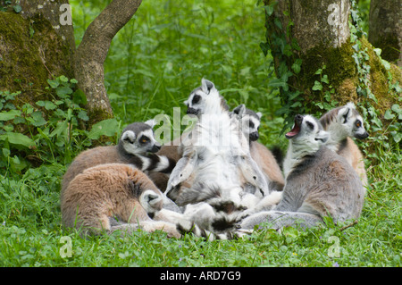 Sud-ouest de l'Irlande Cork Fota Wildlife Park Zoo sur l'Île de Fota une famille de lémuriens ringtailed Banque D'Images