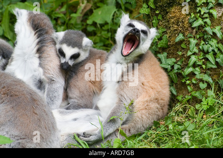 Sud-ouest de l'Irlande Cork Fota Wildlife Park Zoo sur l'Île de Fota une famille de lémuriens ringtailed Banque D'Images