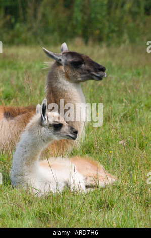 Sud-ouest de l'Irlande Cork Fota Wildlife Park Zoo sur l'Île de Fota llama la mère et l'enfant Banque D'Images