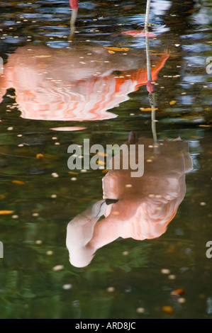 Sud-ouest de l'Irlande Cork Fota Wildlife Park Zoo sur l'Île de Fota réflexions flamingo Banque D'Images