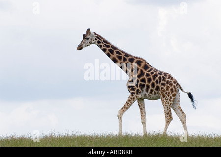 Sud-ouest de l'Irlande Cork Fota Wildlife Park Zoo sur l'Île de Fota girafe Banque D'Images