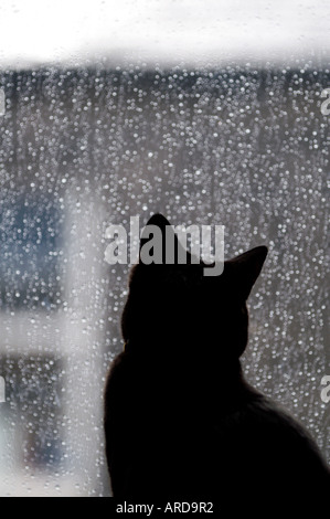 Chat dans la fenêtre d'un appartement sur un jour de pluie Banque D'Images