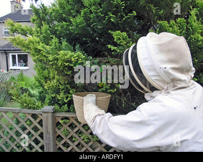 Apiculteur essaim collecte Banque D'Images