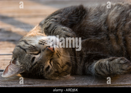 Chat tigré Banque D'Images