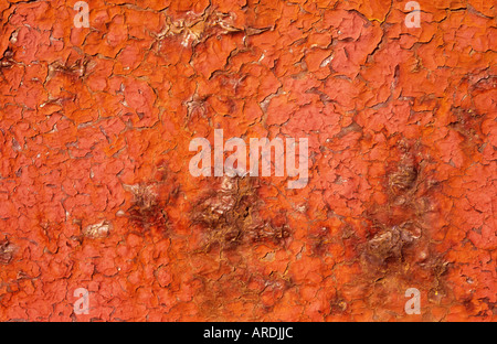 Détail d'un domaine de fissurées et de la peinture rouge avec les noyaux et les bosses visible à partir d'un ancien rouge plus foncé couvrant Banque D'Images