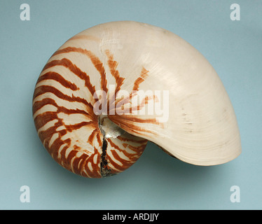 Nautilus pompilius, Shell de céphalopodes marins, fossile vivant Banque D'Images