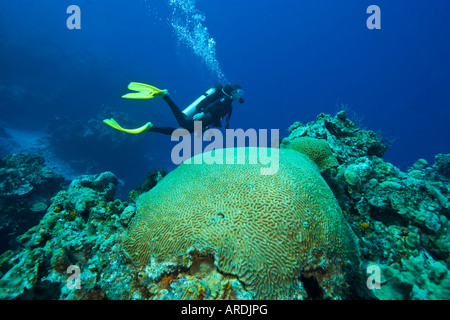 Sous-marin plongeur femelle Palencar Cozumel mexique Jardins Banque D'Images