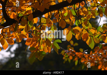 Nyssa sylvatica Wisley Bonfire Banque D'Images