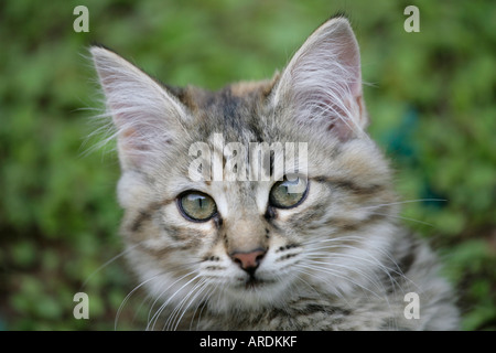 Chaton close up head shot mignon jeune chat aux yeux verts Banque D'Images