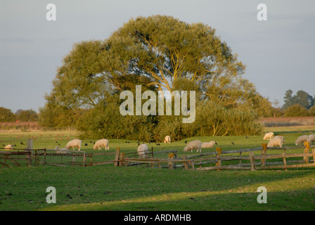 Des moutons paissant dans un champ avec une clôture en bois sur une soirée orageuse sur Romney Marsh Old Romney Kent UK 21 Août 2006 Banque D'Images