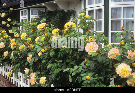 Une rangée de Rose ou Rosa théiers hybrides de paix en pleine floraison le long d'une clôture avec portillon blanc à carreaux multiples petites fenêtres derrière cottage Banque D'Images