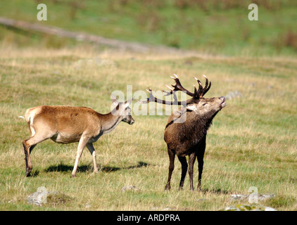 Red Deer Stag holding femelles et mâles en compétition serait difficile. XMM 3723-357 Banque D'Images