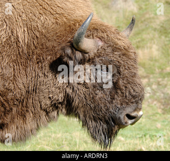 Bison d'Europe dans les Scottish Highland Wildlife Park, le Kincraig. Inverness-shire. XMM 3737-358 Banque D'Images