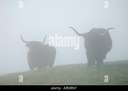 Scottish Highland cattle noir tôt le matin les brouillards. XMM 3740-358 Banque D'Images