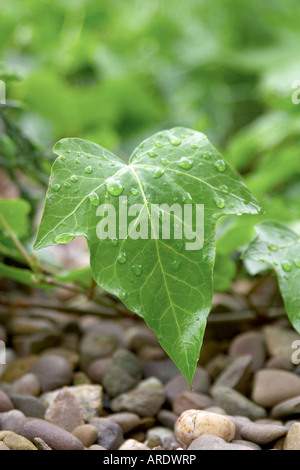 Feuille de lierre unique avec des gouttelettes de pluie sur les cailloux et Banque D'Images