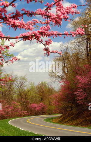 Redbud le long de Skyline Drive, Shenandoah National Park, Virginia, USA Banque D'Images