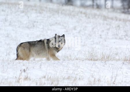 Un Loup sauvage balade dans la neige Banque D'Images