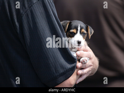 Un chiot bercé dans les bras de son maître. Banque D'Images