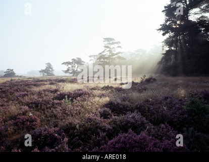 Hoge Veluwe, Heidelandschaft, Banque D'Images