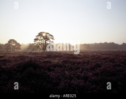 Hoge Veluwe, Heidelandschaft, Banque D'Images